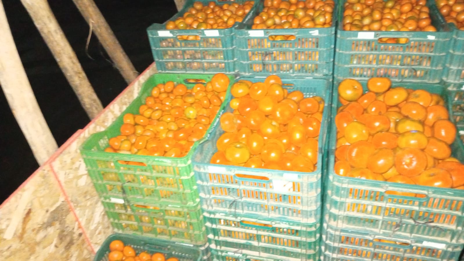 Tangerine - GRUPO CONSTRUCTOR AGRICOLA MIEZZA